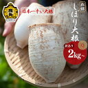 【ふるさと納税】《 先行予約 》 訳あり 松館 しぼり大根 2kg / 4kg / 規格外 4.5kg 薬味大根 GI 地理的表示登録 薬味 大根 ダイコン 野...
