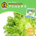 【ふるさと納税】《 農薬不使用 》 フリルレタス 100g × 10袋 レタス 1kg 小分け 便利 朝どれ エコ 安心安全 簡単調理 とれたて 新鮮 栄養 朝食 健康 野菜 サラダ 旬 甘い グルメ 故郷 秋田 あきた 鹿角市 鹿角 送料無料 【バイテックファーム鹿角】