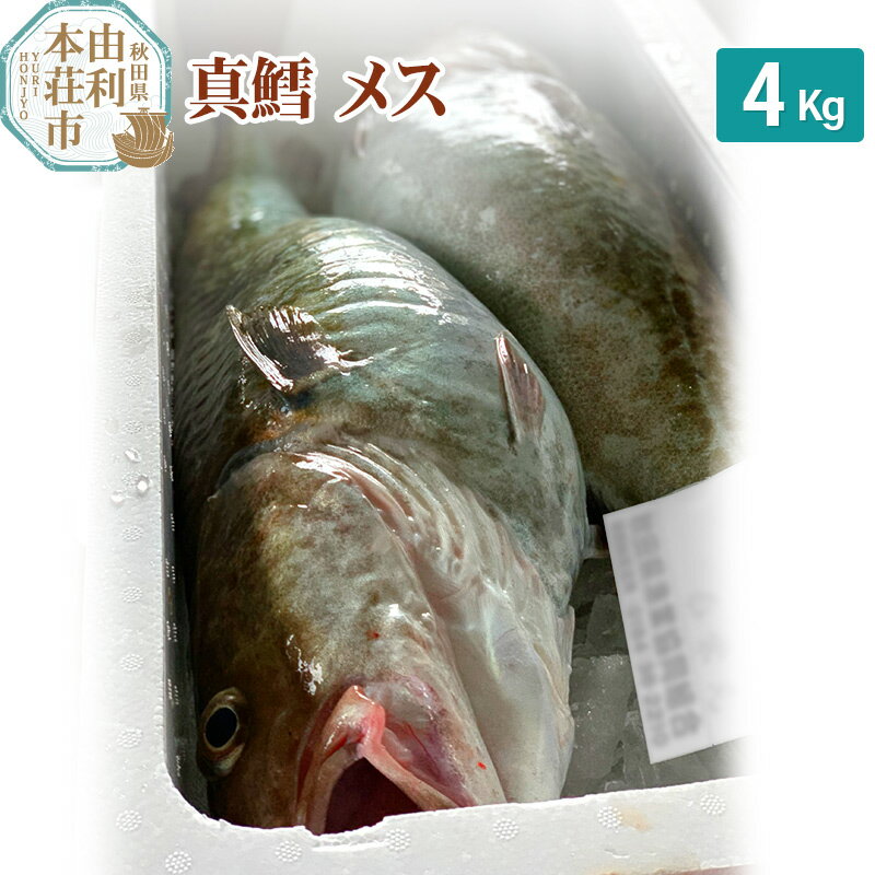 【ふるさと納税】真鱈 【メス】 4kg 天然 漁師直送 (配送期間 10月～1月末予定、期間外は次期予約扱い) マダラ タラ 高級魚 たら まだら 魚