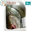 【ふるさと納税】真鱈 【オス】 4kg 天然 漁師直送 (配送期間 10月～1月末予定、期間外は次期予約扱い) マダラ タラ 高級魚 たら まだら 魚