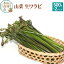 【ふるさと納税】山菜 生ワラビ 500g×2パック 天然 (発送は5月頃)