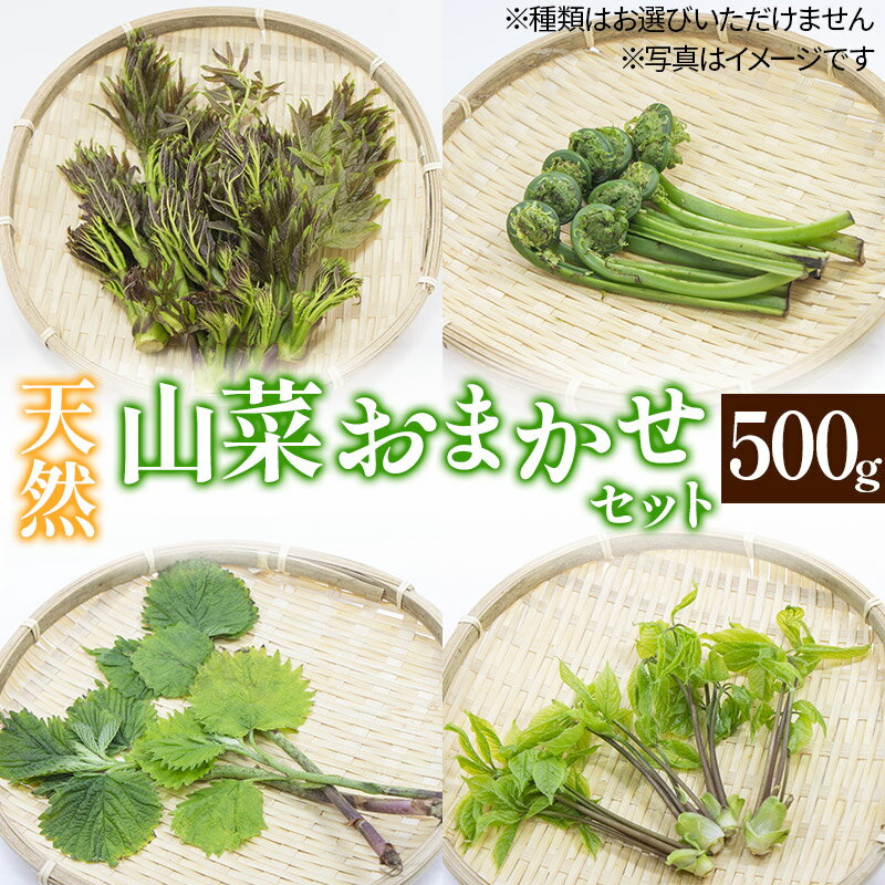 【ふるさと納税】天然山菜おまかせセット500g