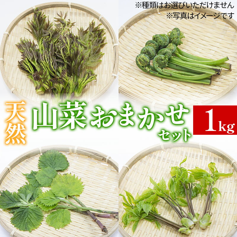 【ふるさと納税】天然山菜おまかせセット1kg