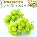 【ふるさと納税】秋田県由利本荘市産 シャインマスカット 2〜3房セット