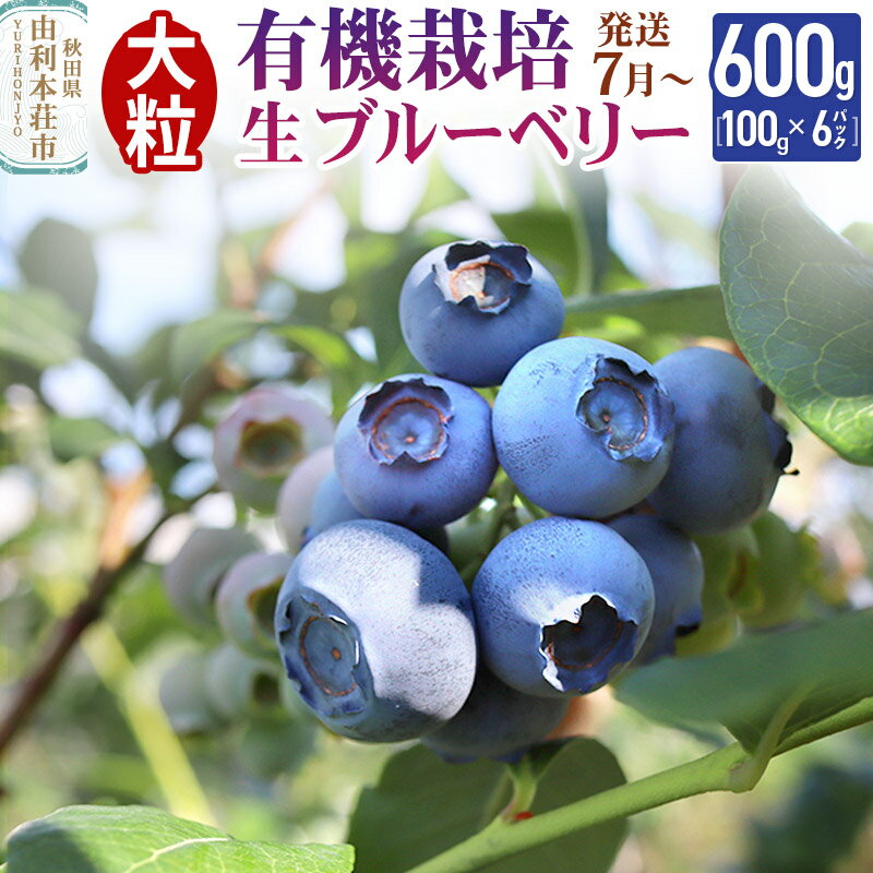 【ふるさと納税】【発送7月から順次】田口農園 秋田県産 大粒 ブルーベリー 生 合計600g(100g×6パック)