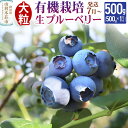 【ふるさと納税】【発送7月から順次】田口農園 秋田県産 大粒 ブルーベリー 生 500g×1パック