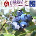 【ふるさと納税】【発送7月から順次】田口農園 秋田県産 大粒 ブルーベリー 生 合計1kg(250g×4パック)