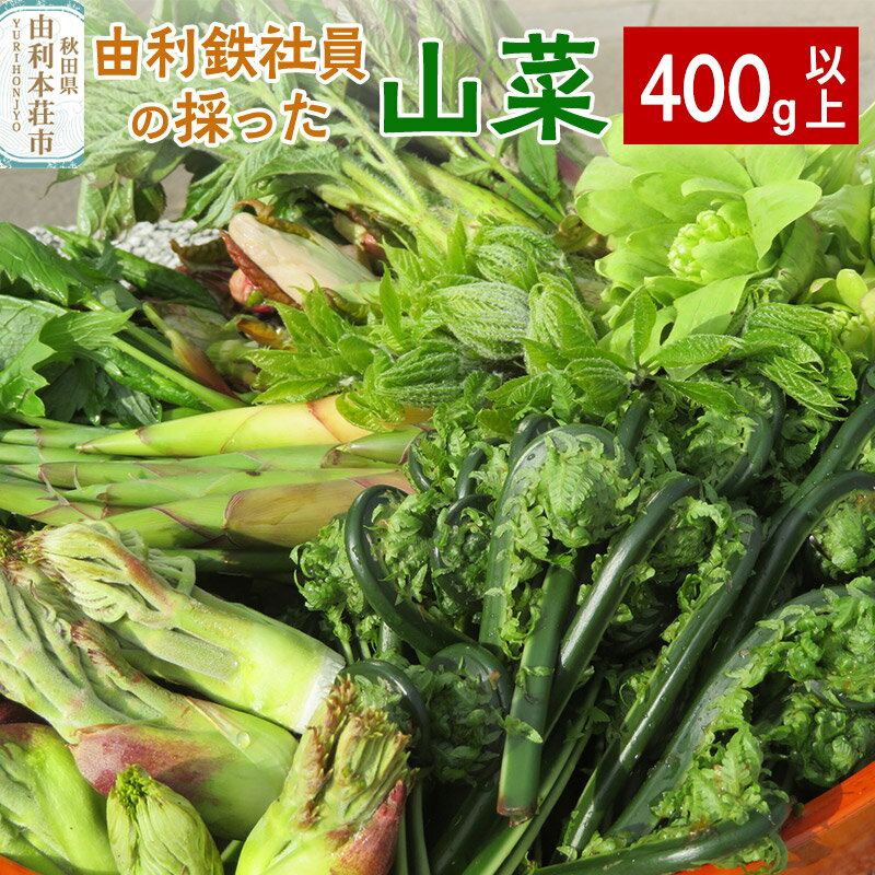 【ふるさと納税】由利鉄社員の採った山菜　300g以上のサムネイル