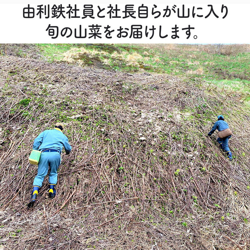 【ふるさと納税】由利鉄社員の採った山菜（さしぼ・こごみ）