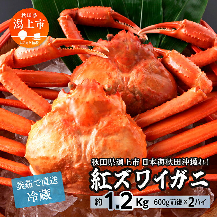 【ふるさと納税】《 冷蔵 》 ズワイガニ 2匹 約 1.2kg ...