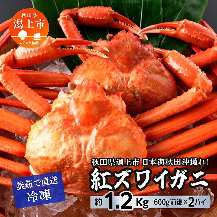 【ふるさと納税】 ズワイガニ 2匹 約 1.2kg 冷凍 紅