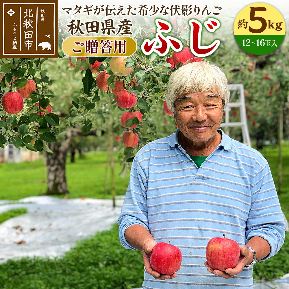 【ふるさと納税】りんご ふじ（ご贈答用）約5kg (12〜16玉入) 伊東さんの「伏影りんご」 令和7年産 秋田県産 個数限定 リンゴ マタギの..