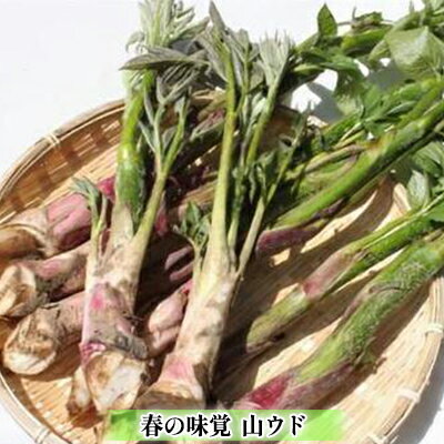 【ふるさと納税】ひの里の山菜 山うど（ヤマウド 山独活）800g　【野菜・山菜・山うど・800g・ヤマウド】　お届け：2022年5月中のサムネイル