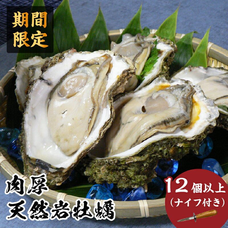 【ふるさと納税】先行予約 秋田の肉厚な天然岩牡蠣(岩ガキ 12個以上)※ナイフ付き かき カキ 秋田県 にかほ市産 天然 岩牡蠣 殻付 牡蠣 海産物 魚介類 海鮮 お届け:2025年7月10日~2025年8月10日