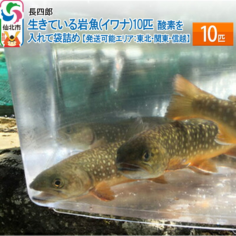 生きている岩魚(イワナ)10匹 酸素を入れて袋詰め[発送可能エリア:東北・関東・信越] 10匹