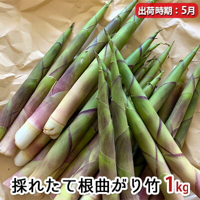 5月採れたて根曲がり竹1kg　【 野菜 国産 日本産 食材 秋田県産 上小阿仁村 山の幸 炒め物 煮物 味噌汁 具材 焼き物 揚げ物 天ぷら 】　お届け：2024年5月10日～5月30日