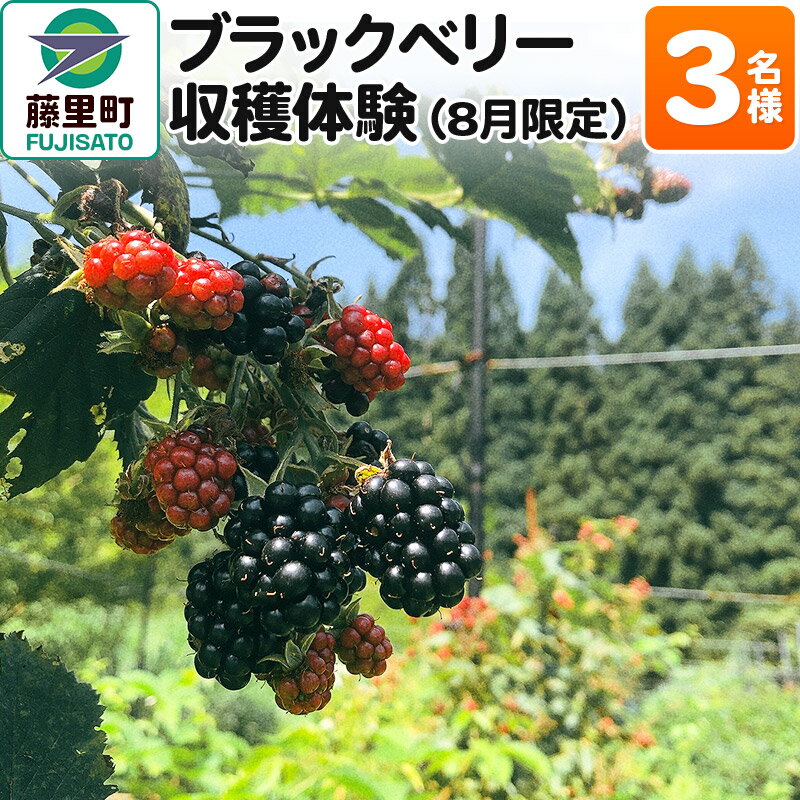 【ふるさと納税】ブラックベリー 収穫体験（2024年8月限定） 3名様分 フルーツ 果物 秋田県 藤里町 菓子工房エスポワール