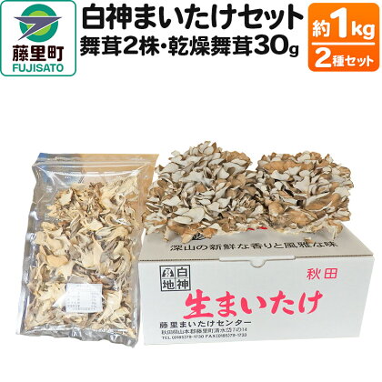 白神まいたけセット（舞茸2株、乾燥舞茸30g）約1kg