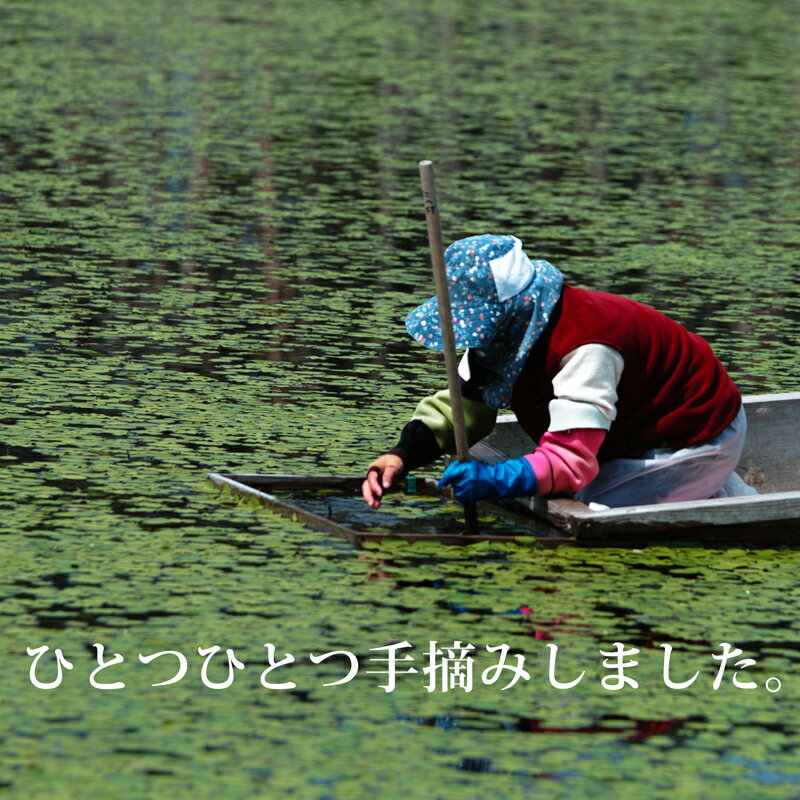 【ふるさと納税】生じゅんさい ゆずタレ付《冷蔵》【選べる内容量500g〜4kg】（2026年5月上旬頃〜7月下旬までに発送予定） 令和8年産 2026年産 先行受付 秋田県産 三種町産