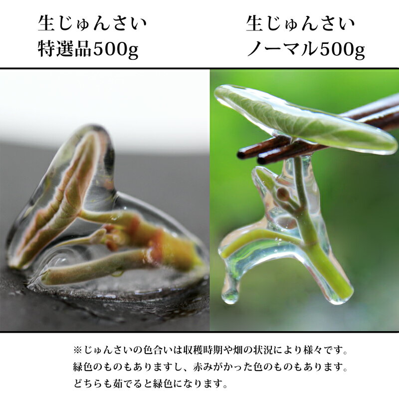 【ふるさと納税】生じゅんさい食べ比べセット1kg タレ4個（生じゅんさい500g、特選生じゅんさい500g） 《冷蔵》（2026年5月上旬頃〜7月下旬までに発送予定） 先行受付