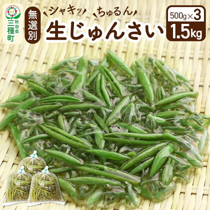 生じゅんさい無選別 1.5kg(500g×3袋)《冷蔵》（2024年5月中旬(収穫後)から7月末、順次発送予定）