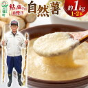 【ふるさと納税】自然薯 約1kg(1~2本) 秋田県三種町産