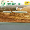 【ふるさと納税】自然薯 約2kg(2〜3本) 秋田県三種町産(4)