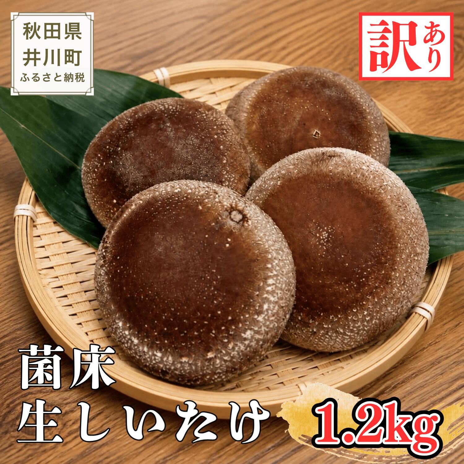 肉厚 菌床 生しいたけ 1.2kg [訳あり品]秋田県井川町産