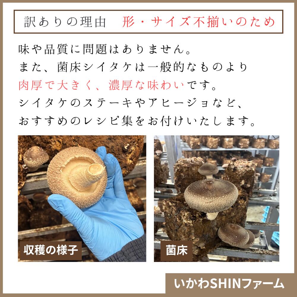【ふるさと納税】肉厚 菌床 生しいたけ 1.2kg 【訳あり品】秋田県井川町産