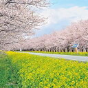 秋田県大潟村の画像2