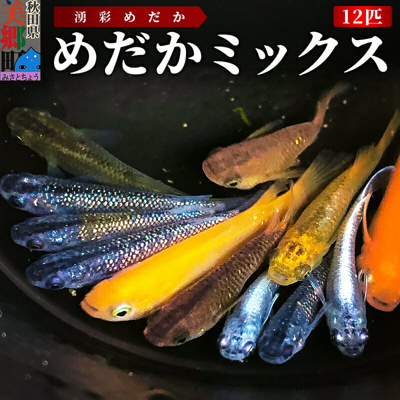 24位! 口コミ数「3件」評価「5」めだか ミックス 12匹 メダカ 生体 観賞用 魚 ペット 観賞魚