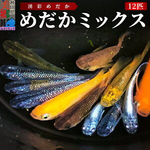 【ふるさと納税】めだか ミックス 12匹 メダカ 生体 観賞用 魚 ペット 観賞魚