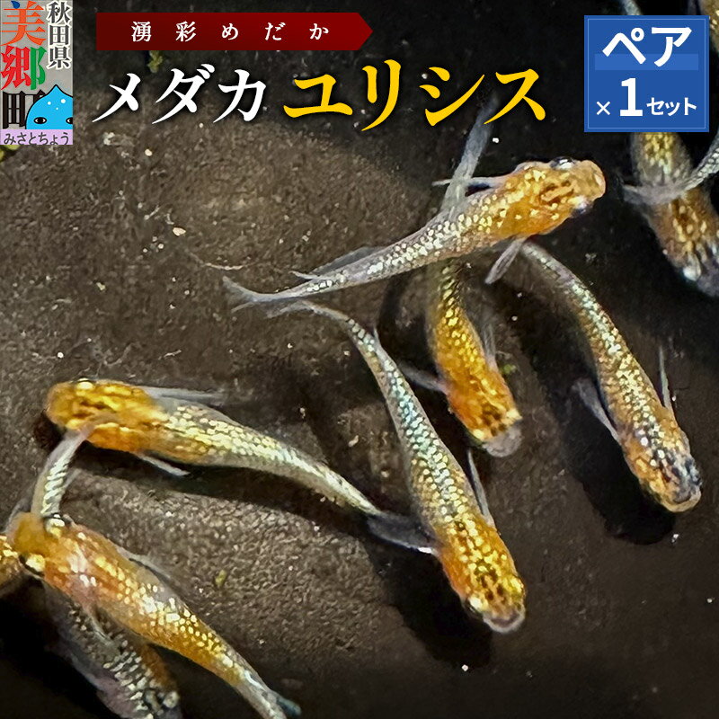 めだか ユリシス (1ペア) メダカ 生体 観賞用 魚 ペット 観賞魚