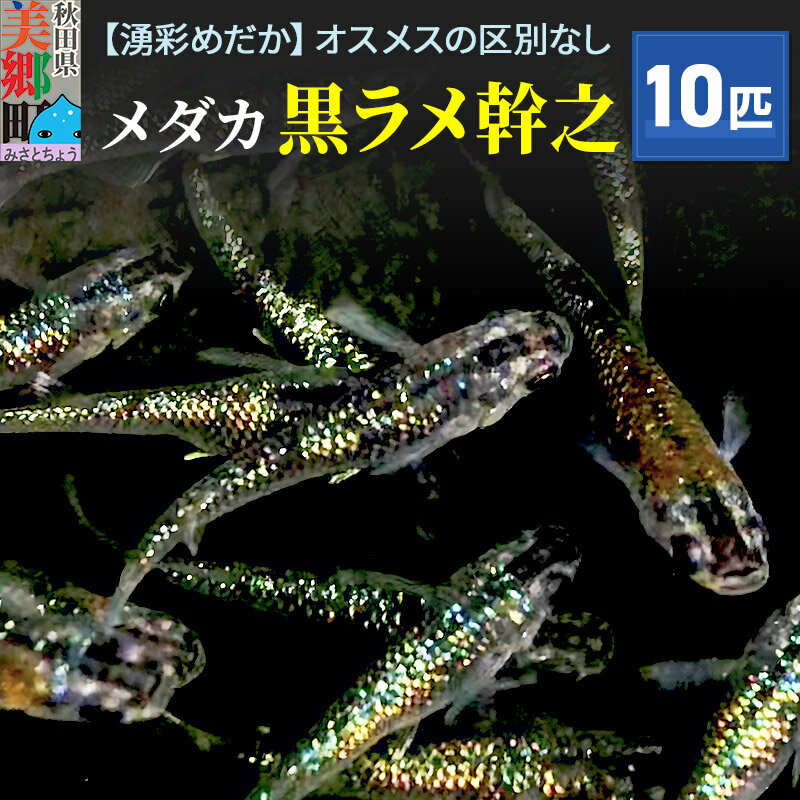 熱帯魚・アクアリウム人気ランク22位　口コミ数「0件」評価「0」「【ふるさと納税】めだか 黒ラメ幹之10匹 メダカ 生体 観賞用 魚 ペット 観賞魚」