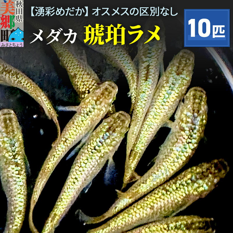 【ふるさと納税】めだか 琥珀ラメ10匹 メダカ 生体 観賞用 魚 ペット 観賞魚