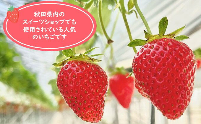 【ふるさと納税】秋田県 羽後町産 冷凍いちご 2kg（500g×4）国産 イチゴ ジャム スムージー お菓子づくり 果物 フルーツ 冷凍果物 冷凍フルーツ そのまま トッピング フローズンイチゴ ストロベリー f054631-ugo-10000299 秋田県羽後町 サンプル画像3