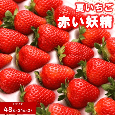 秋田県 羽後町産 夏いちご「赤い妖精」Lサイズ 48粒【 国産 イチゴ 果物 フルーツ 果実 スムージー ジェラート ケーキ ジャム お菓子作り 希少ないちご 甘みと酸味 】