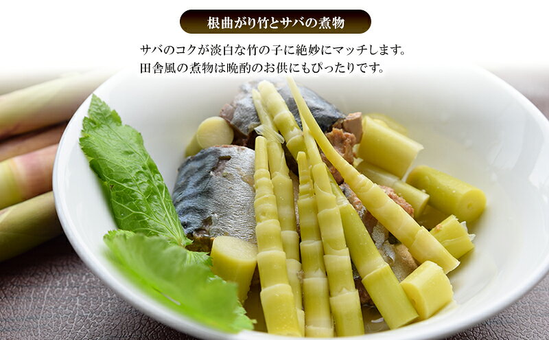 【ふるさと納税】創業明治44年［菓子司 万寿堂］名産缶詰 タケノコ水煮（根曲り竹）2本セット 秋田 羽後 西馬音内【 缶詰 たけのこ 筍 根曲がり竹 山菜 水煮 保存食 老舗 ギフト 】 f054631-ugo-10000722 秋田県羽後町 サンプル画像3
