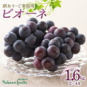 【ふるさと納税】【仲野観光果樹園】《2025年先行予約》ご家庭用 山形県産 種無し ぶどう ピオーネ 約1.6kg(2~4房) 2025年8月下旬から順次発送 ...