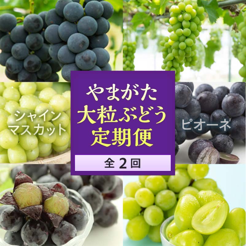 【ふるさと納税】《2025年発送先行予約》やまがた大粒ぶどう定期便(全2回) ぶどう ブドウ 葡萄 デザート フルーツ 果物 くだもの 果実 食品 山形県 FSY-0105