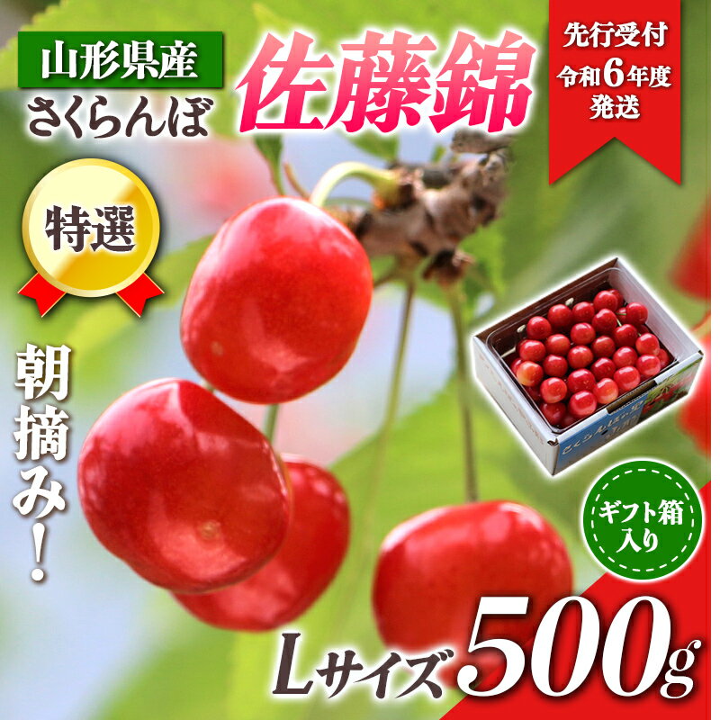 [先行受付 令和6年度発送]山形県産 朝摘みさくらんぼ特選佐藤錦500g ギフト箱入り