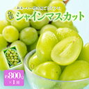【ふるさと納税】《先行予約 2025年度発送》シャインマスカット 約800g 1房 マスカット ぶどう ブドウ 葡萄 デザート フルーツ 果物 くだもの 果実 食品 山形県 FSY-0512