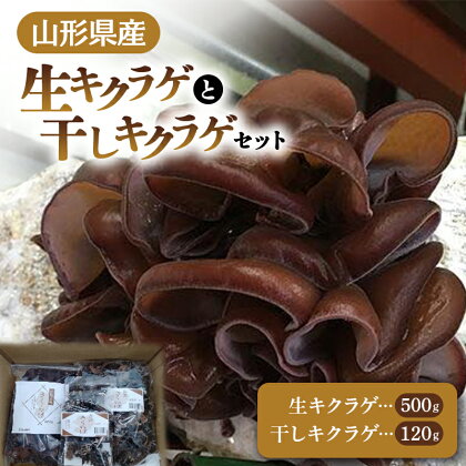 【2024年発送 先行予約】 山形県産 生キクラゲ 約500g と 干キクラゲ 100gと20gのセット FSY-0699