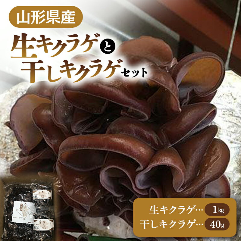 [2024年発送 先行予約] 山形県産 生キクラゲ 約1kg と 干キクラゲ 20g2個セット