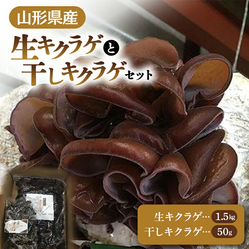 【2024年発送 先行予約】 山形県産 生キクラゲ 約1.5kg と 干キクラゲ 50gのセット FSY-0701