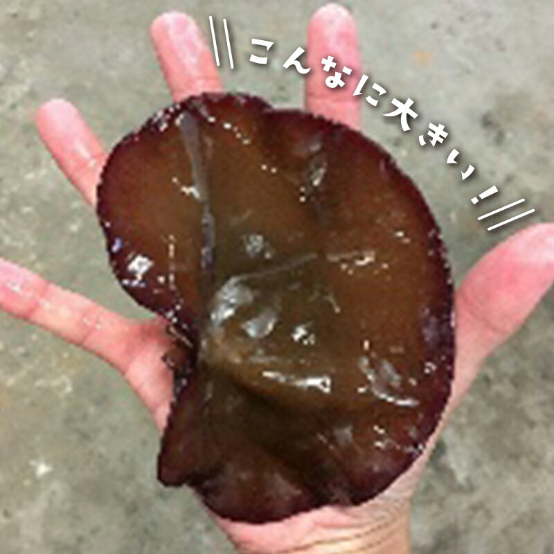 【ふるさと納税】【2024年発送 先行予約】 山形県産 生キクラゲ 約1.5kg と 干キクラゲ 50gのセット FSY-0701