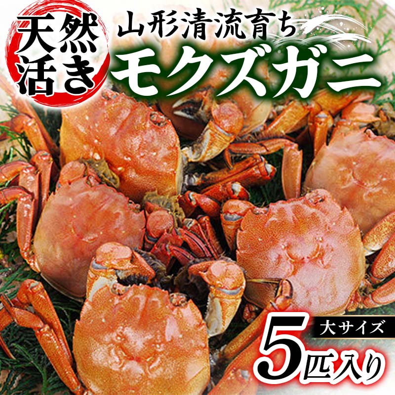 【ふるさと納税】山形清流育ち 天然活きモクズガニ（大サイズ 5匹入り） かに 海の幸 カニ 蟹 ガニ 魚介 海産物 海鮮 食品 山形県 FSY-0872