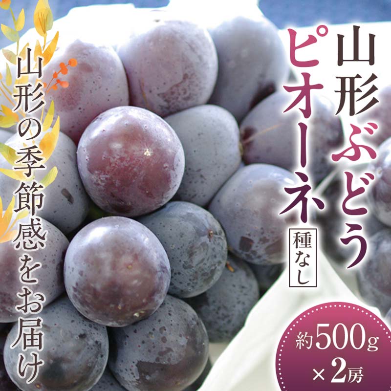 【ふるさと納税】 山形ピオーネ ぶどう 500g×2房《種なし品種です》【2024年9月から発送】 FSY-1064