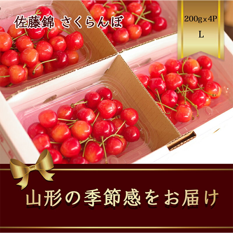 さくらんぼ 佐藤錦 200g×4パック Lサイズ[2024年6月発送]