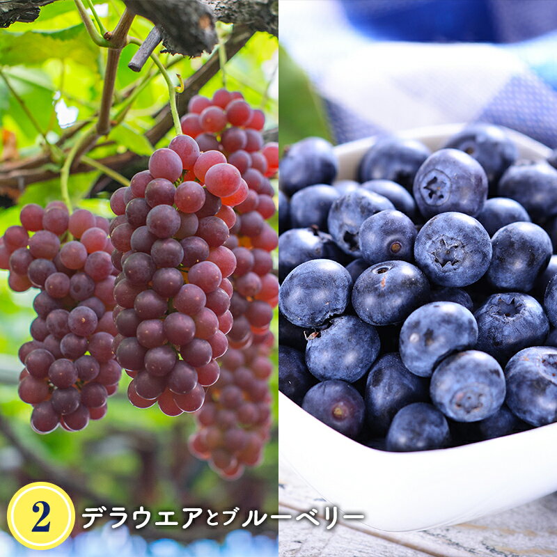 【ふるさと納税】【令和7年度発送】晩夏 夏からの詰め合わせ フルーツ定期便 3回 FSY-1198